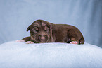 lying Miniature Australian Shepherd Puppy