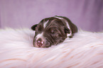 lying Miniature Australian Shepherd Puppy