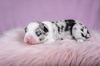 lying Miniature Australian Shepherd Puppy