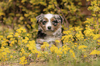 Miniature Australian Shepherd Puppy portrait