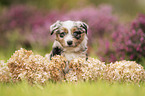 Miniature Australian Shepherd Puppy portrait