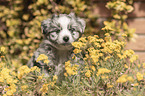 Miniature Australian Shepherd Puppy