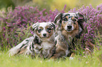 Miniature Australian Shepherds