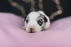 lying Miniature Australian Shepherd Puppy