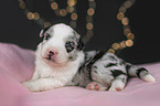 lying Miniature Australian Shepherd Puppy