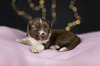 lying Miniature Australian Shepherd Puppy