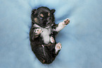 lying Miniature Australian Shepherd Puppy