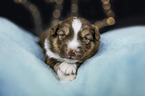 lying Miniature Australian Shepherd Puppy