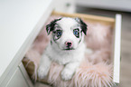 Miniature Australian Shepherd Puppy