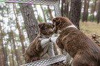 Miniature Australian Shepherd Puppy looks in a mirror