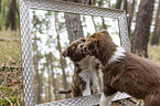 Miniature Australian Shepherd Puppy looks in a mirror