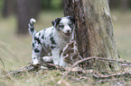 playing Miniature Australian Shepherd Puppies