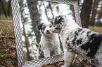 Miniature Australian Shepherd Puppy looks in a mirror