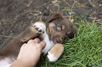 lying Miniature Australian Shepherd Puppy