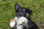 lying Miniature Australian Shepherd Puppy