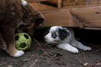 playing Miniature Australian Shepherd Puppies