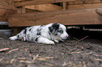 lying Miniature Australian Shepherd Puppy