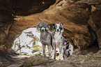 Miniature Australian Shepherd with Standard Poodle