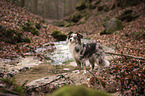 standing Miniature Australian Shepherd