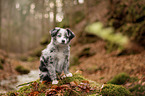 sitting Miniature Australian Shepherd