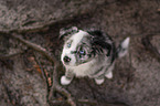 sitting Miniature Australian Shepherd