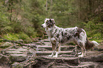 standing Miniature Australian Shepherd