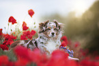 lying Miniature Australian Shepherd