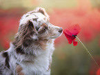 Miniature Australian Shepherd portrait