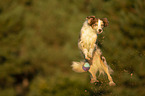 jumping Miniature Australian Shepherd