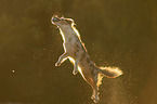 jumping Miniature Australian Shepherd