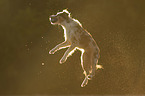 jumping Miniature Australian Shepherd