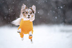 Miniature Australian Shepherd