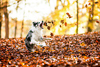 jumping Miniature Australian Shepherd