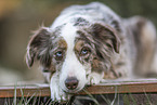 lying Miniature Australian Shepherd
