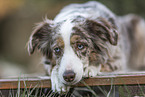 lying Miniature Australian Shepherd