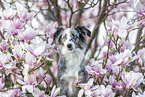 Miniature Australian Shepherd Portrait