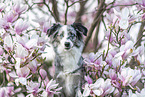 Miniature Australian Shepherd Portrait