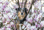 Miniature Australian Shepherd Portrait