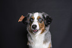 Miniature Australian Shepherd Portrait