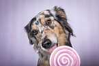 Miniature Australian Shepherd Portrait