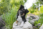 lying Miniature Australian Shepherd