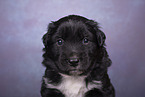 Miniature Australian Shepherd Puppy