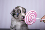 Miniature Australian Shepherd Puppy