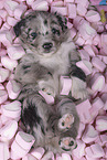 Miniature Australian Shepherd Puppy