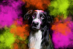 Miniature Australian Shepherd Portrait