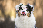 Miniature Australian Shepherd Portrait