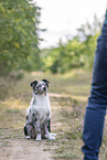 training with young Miniature Australian Shepherd