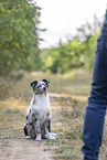 training with young Miniature Australian Shepherd