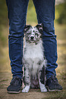 young Miniature Australian Shepherd