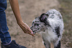 young Miniature Australian Shepherd